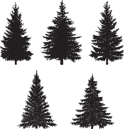Vector illustration of pine tree.