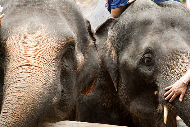 istock Training Asia Elephant, Northern Thailand 495333732