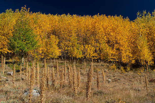 Rocky mountain Autumn Rocky Mountain Autumn birch gold group review trustpilot stock pictures, royalty-free photos & images