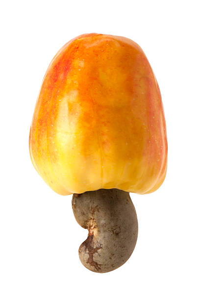 istock Brazilian Caju Cashew Fruit 495334175