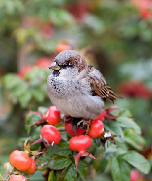 Tree sparrows looking intense an a Swedish Whitebeam berry,