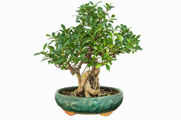 banyan bonsai banyan bonsai tree isolated on white background chinese banyan bonsai stock pictures, royalty-free photos & images