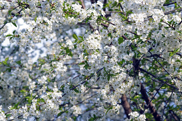 istock Blossoming tree of a cherry in the spring 495335343