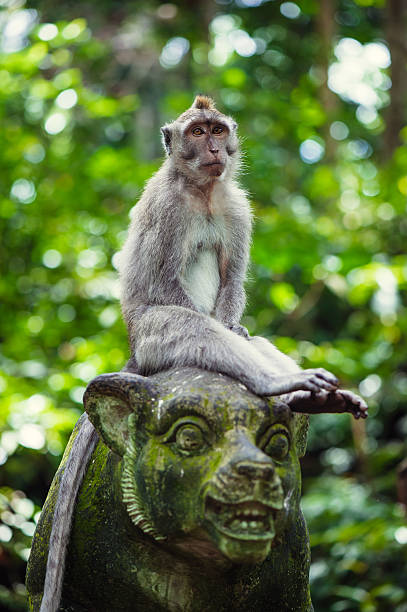 Long-tailed macaques stock photo