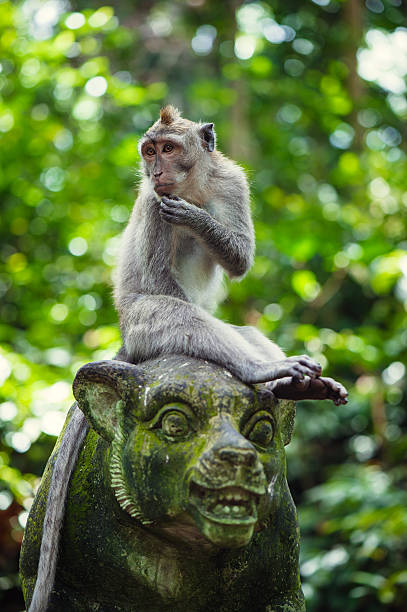 Long-tailed macaques stock photo