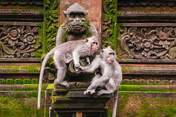 Long-tailed macaque stock photo