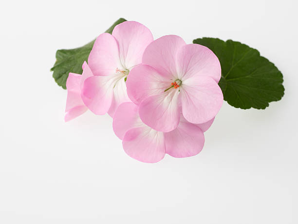 Beautiful light pink geranium stock photo
