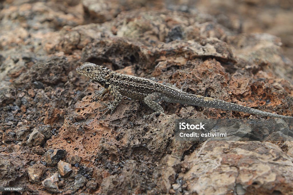 Galápagos lagarto Lava (Microlophus albemarlensis) - Foto de stock de Aire libre libre de derechos