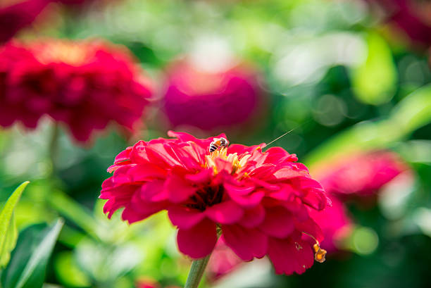 Cтоковое фото Пчела на розовый Гербера flower3