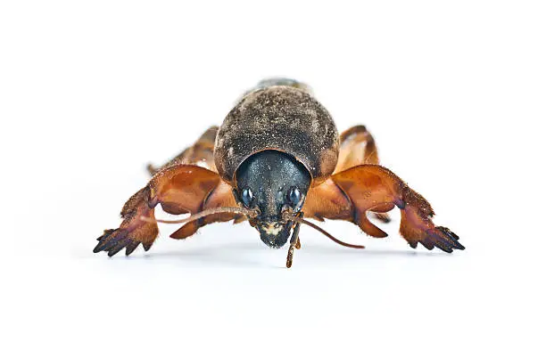 Agricultural garden pest  it is isolated on a white background by closeup