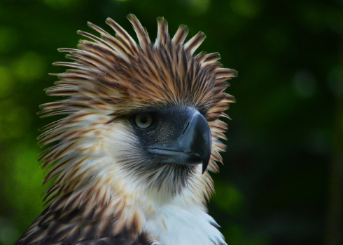 An excellent closeup of a Philippine Eagle, the world's second-largest eagle.