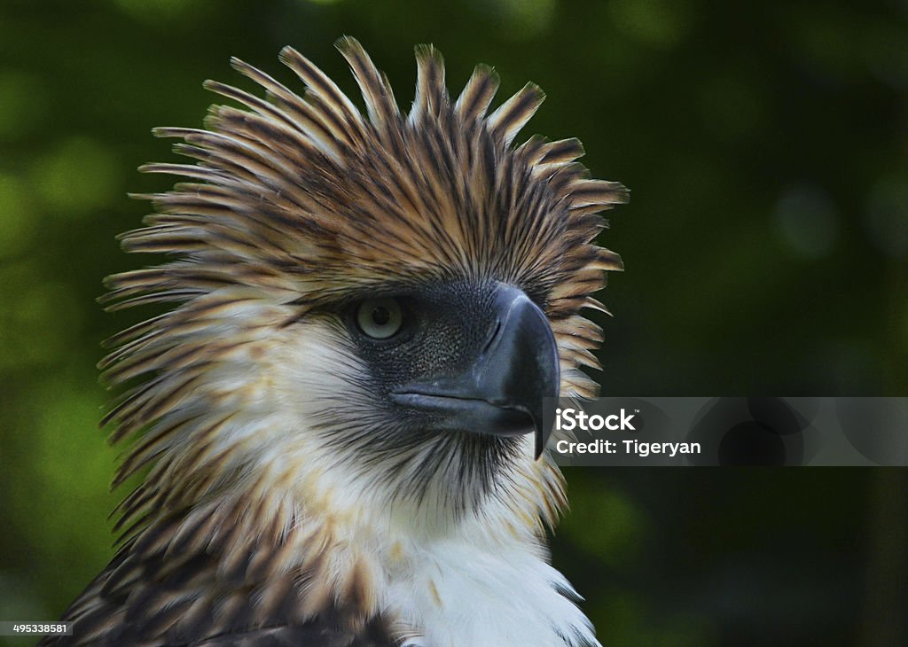 Philippine Eagle An excellent closeup of a Philippine Eagle, the world's second-largest eagle. Philippine Eagle Stock Photo