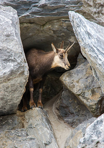 Hidden chamois Hidden chamois alpine chamois rupicapra rupicapra rupicapra stock pictures, royalty-free photos & images