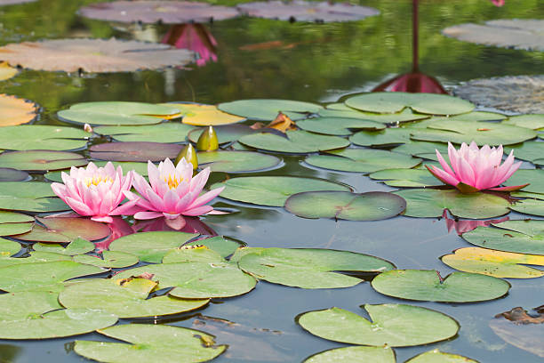 istock Lotus flower plants in thailand 495338681