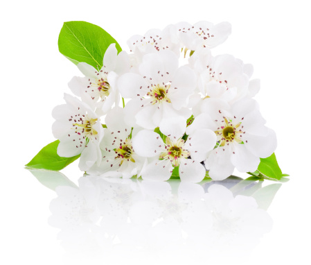 Spring flowers of fruit trees isolated on white background