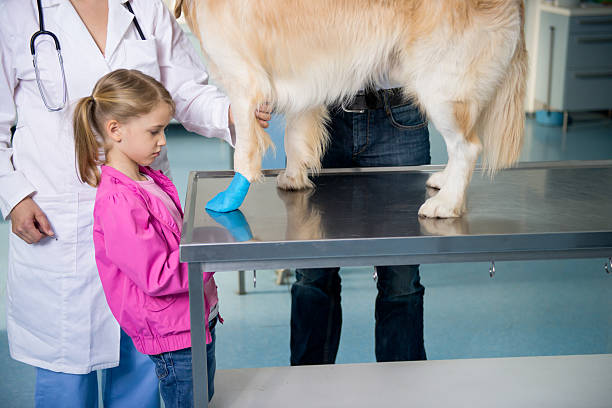 istock Vet with Dog and Owner 495339029