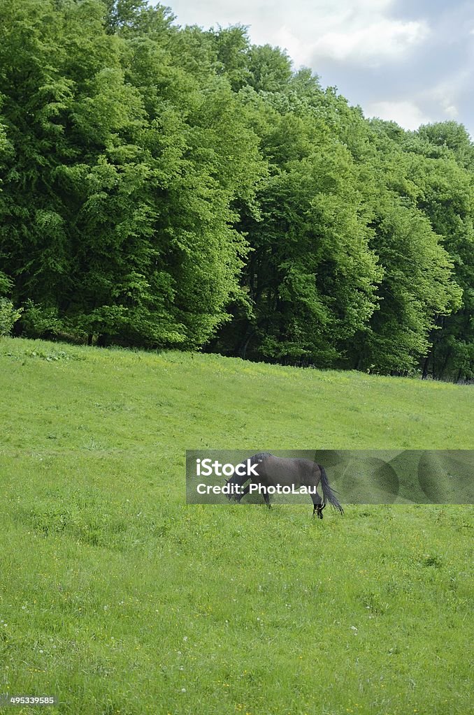 Female horse in green meadow Beautiful mare feeding in a green meadow. Agricultural Field Stock Photo