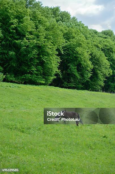 Female Horse In Green Meadow Stock Photo - Download Image Now - Agricultural Field, Animal, Animal Body