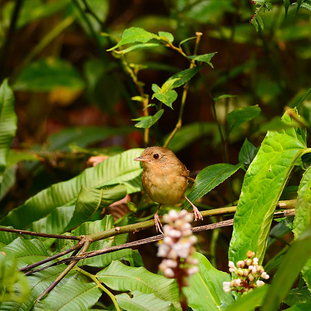 istock beautiful rufous-browed flycatcher(Ficedula solitaris) in Thai forest 495339883