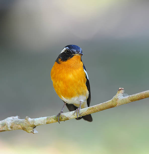 istock Bird Mugimaki Flycatcher on a Branch 495339889