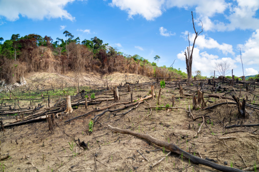 Deforestación en Filipinas photo