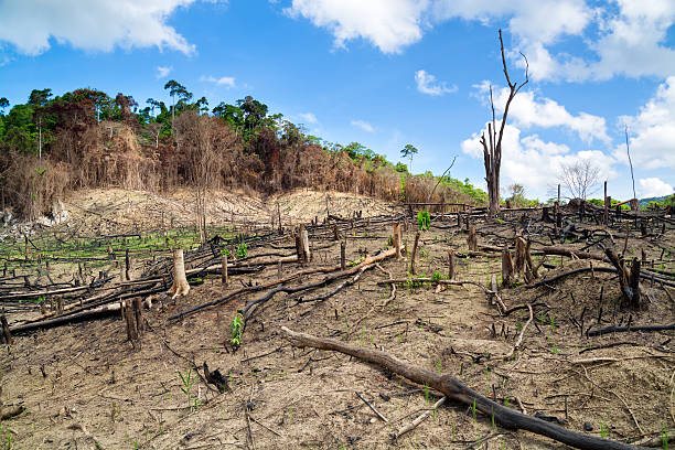 Desflorestação nas Filipinas - fotografia de stock