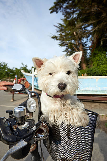 istock Cute white dog in bicycle basket 495341060