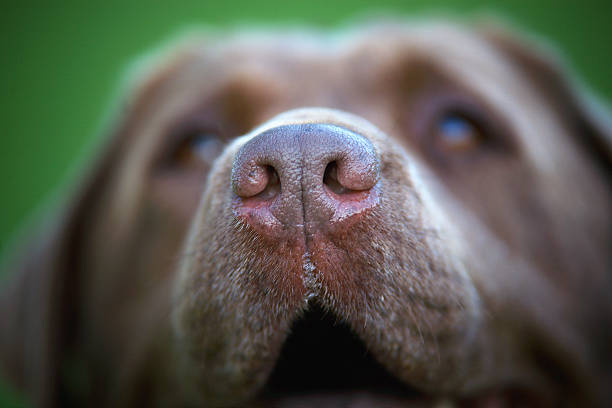 istock Brown labrador closeup nose. 495341459