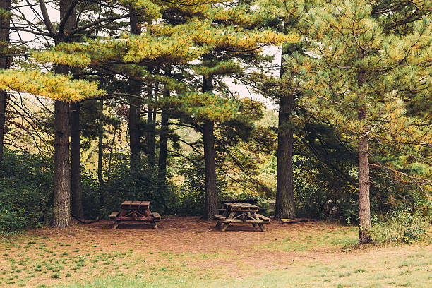 istock Picnic Benches in a Park During the Summer 495341604