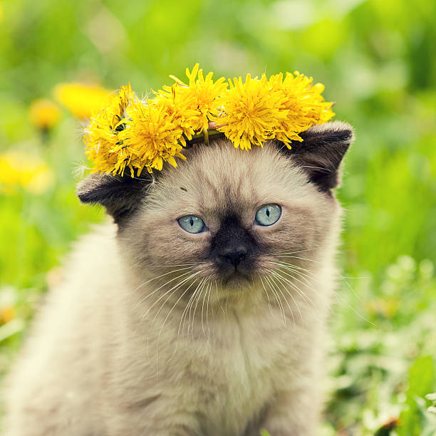 istock little kitten crowned chaplet from the dandelion flowers 495341706
