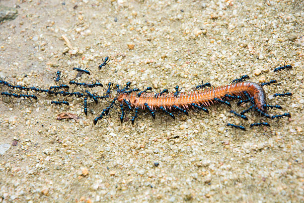 istock Black ans eating the dead millipede 495343466
