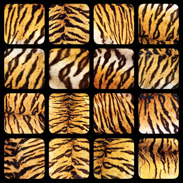 istock collection of real tiger fur textures 495344520