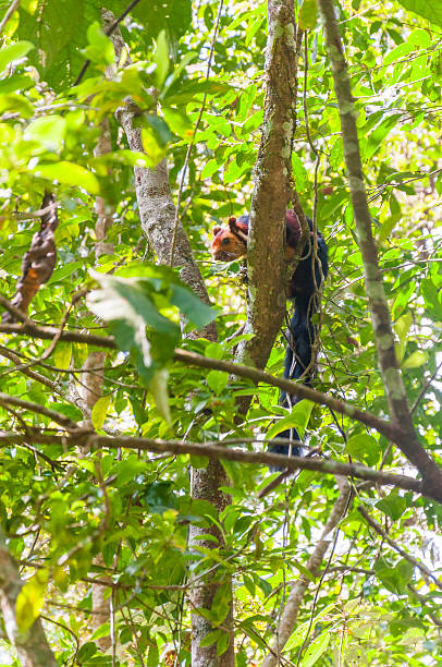 Indian Malabar giant squirrel, on the tree in Periyar Forest This shot was made in Periyar National Park and Wildlife Sanctuary or Periyar Tiger Reserve on January 2015. The Indian giant squirrel, or Malabar giant squirrel, is a large tree squirrel species genus Ratufa native to India. It is a large-bodied diurnal, arboreal, and herbivorous squirrel found in South Asia. The Ratufa indica has a conspicuous two-toned and sometimes three-toned color scheme. The colors involved can be creamy-beige, buff, tan, rust, brown, or even a dark seal brown. This amazing wildlife park is located in Kerala southern state of India. Periyar Tiger Reserve, Thekkady, is an example of nature’s bounty, with great scenic charm, rich bio diversity and providing veritable visitor satisfaction. Sprawled over an area of 925 Sq .km., Periyar is one of the 27 tiger reserves in India. The park is set high in the mountains ranges of the Western Ghats. periyar wildlife sanctuary stock pictures, royalty-free photos & images