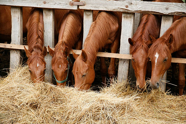 istock Purebred horses eating fresh hay 495344922