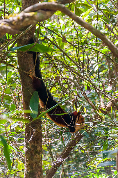 Indian Malabar giant squirrel, on the tree in Periyar Forest This shot was made in Periyar National Park and Wildlife Sanctuary or Periyar Tiger Reserve on January 2015. The Indian giant squirrel, or Malabar giant squirrel, is a large tree squirrel species genus Ratufa native to India. It is a large-bodied diurnal, arboreal, and herbivorous squirrel found in South Asia. The Ratufa indica has a conspicuous two-toned and sometimes three-toned color scheme. The colors involved can be creamy-beige, buff, tan, rust, brown, or even a dark seal brown. This amazing wildlife park is located in Kerala southern state of India. Periyar Tiger Reserve, Thekkady, is an example of nature’s bounty, with great scenic charm, rich bio diversity and providing veritable visitor satisfaction. Sprawled over an area of 925 Sq .km., Periyar is one of the 27 tiger reserves in India. The park is set high in the mountains ranges of the Western Ghats. periyar wildlife sanctuary stock pictures, royalty-free photos & images