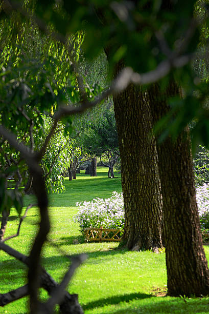 istock Big trees in park with green grass. Shallow DOF. 495345250
