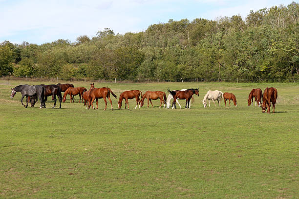 istock Young chestnut mares and foals eating fresh green grass 495345544