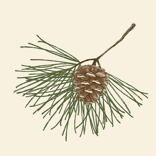 파인에서 원뿔형 분기 - pine branch pine tree pine cone stock illustrations