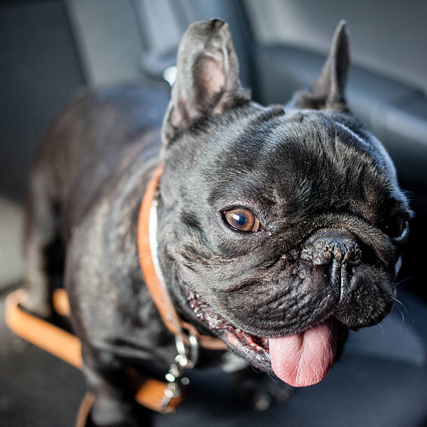 istock french bulldog in car 495346258