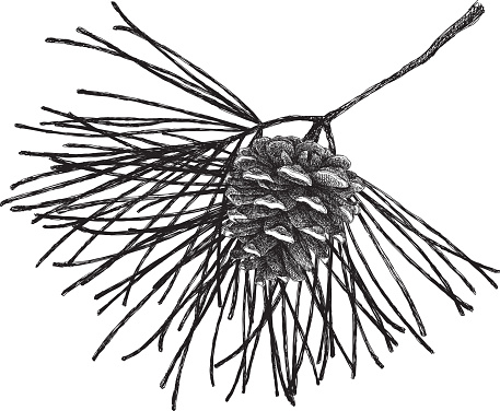 Vector illustration of pine cone and branch.