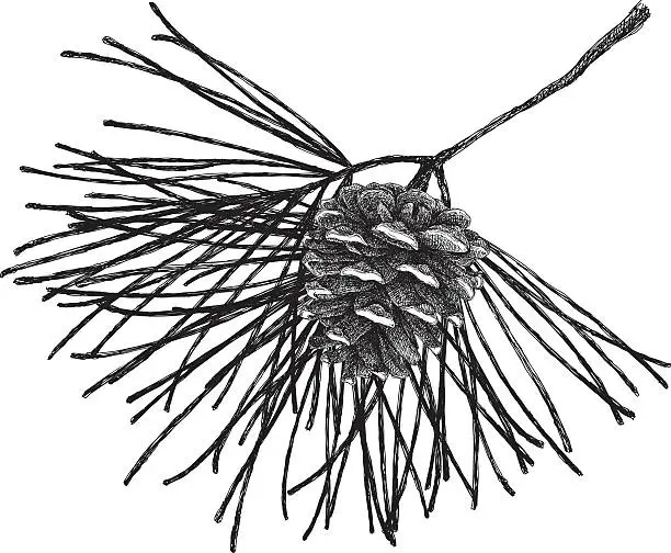 Vector illustration of Pine Cone and Branch Drawing