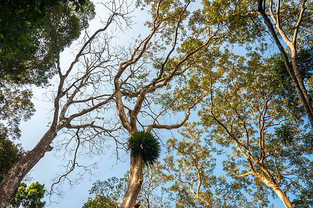 Under the jungle trees in Periyar National Park, India. This shot was made in Periyar National Park and Wildlife Sanctuary or Periyar Tiger Reserve on January 2015. This amazing wildlife park is located in Kerala southern state of India. Periyar Tiger Reserve, Thekkady, is an example of nature’s bounty, with great scenic charm, rich bio diversity and providing veritable visitor satisfaction. Sprawled over an area of 925 Sq .km., Periyar is one of the 27 tiger reserves in India. The park is set high in the mountains ranges of the Western Ghats. periyar wildlife sanctuary stock pictures, royalty-free photos & images