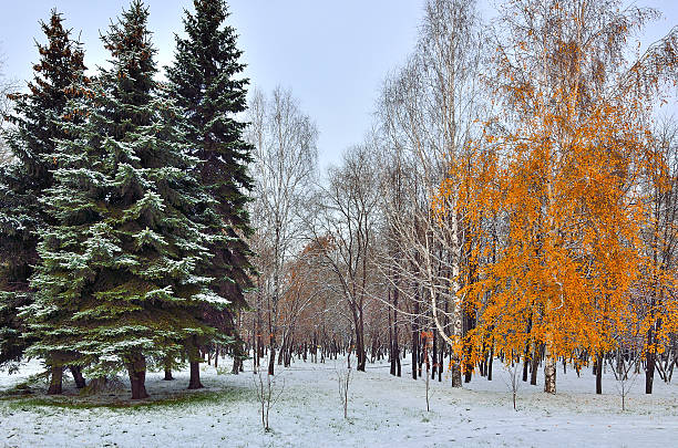 primo nevicate nel parco della città - betulla dargento foto e immagini stock