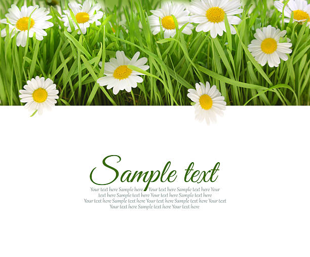 White flowers with fresh grass and copy-space