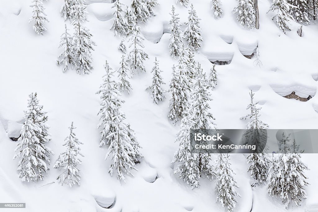Pini di inverno neve - Foto stock royalty-free di Albero
