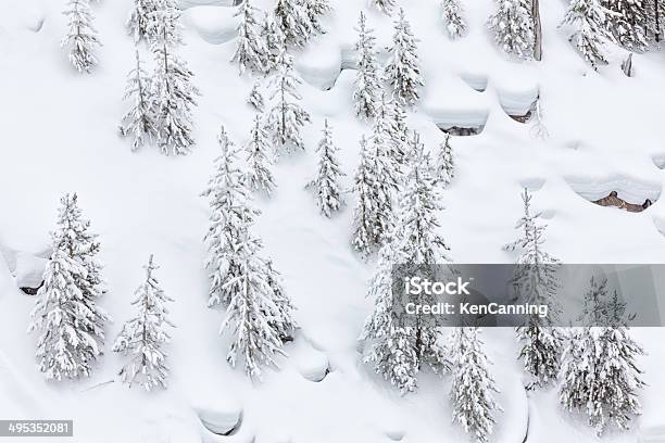 Pini Di Inverno Neve - Fotografie stock e altre immagini di Albero - Albero, Albero sempreverde, Ambientazione esterna