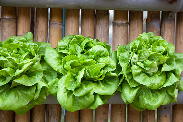 hydroponicznych butterhead - bibb lettuce zdjęcia i obrazy z banku zdjęć