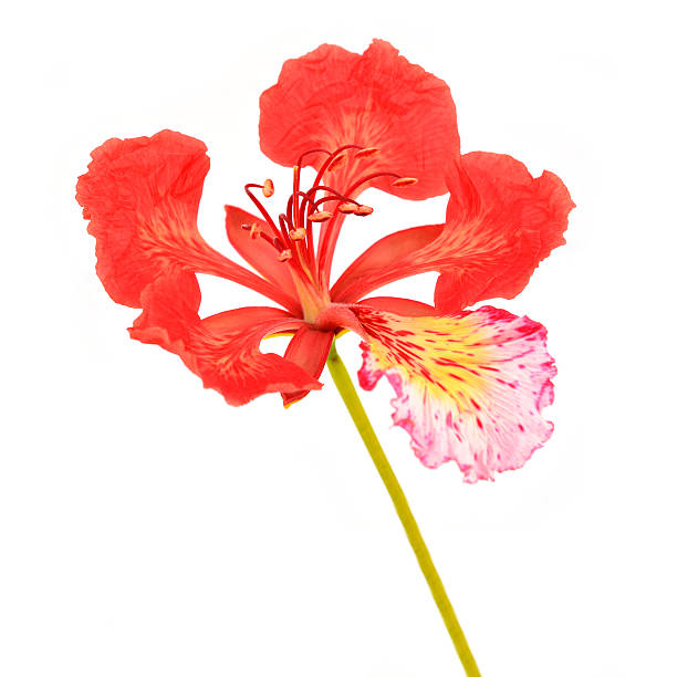istock Pride of Barbados flower 495353087