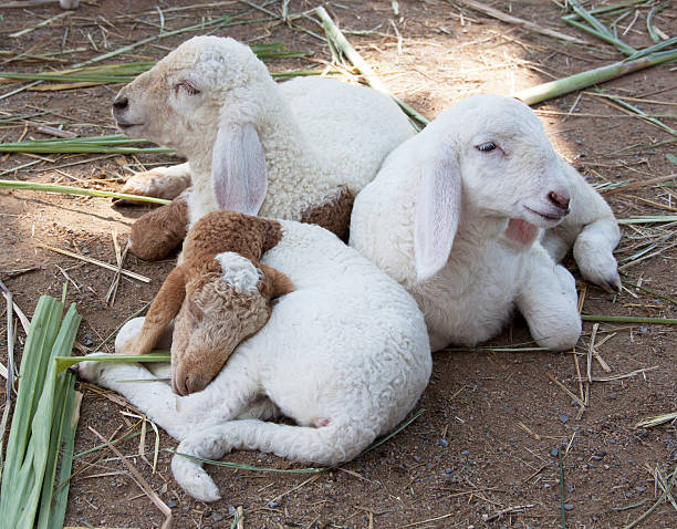 tree lamb stock photo