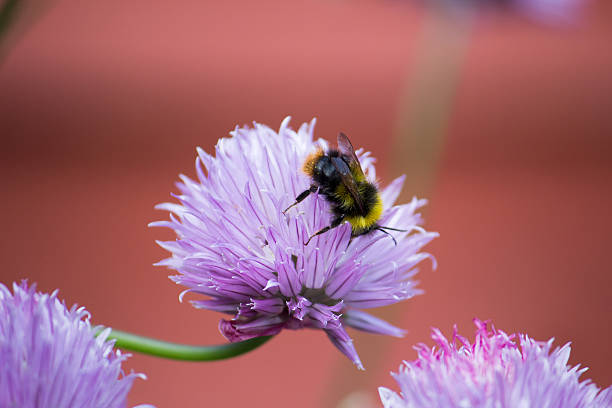 Bee on Onion Chive Bumblebee on Onion Chive. Taken in Hertfordshire. chives allium schoenoprasum purple flowers and leaves stock pictures, royalty-free photos & images